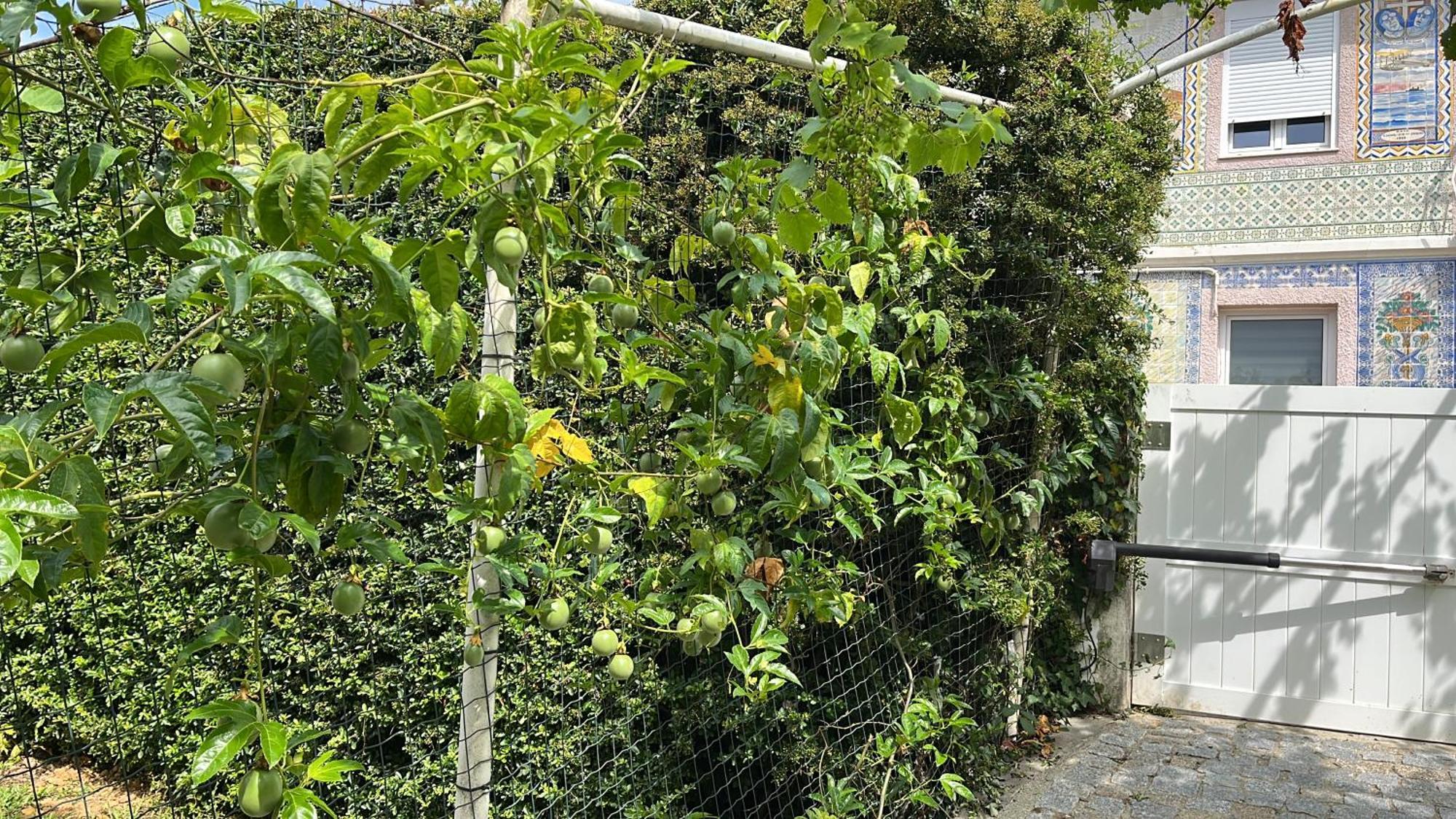 Citrus Tree House, Private Pool And Garden. Villa Angeja Exterior foto